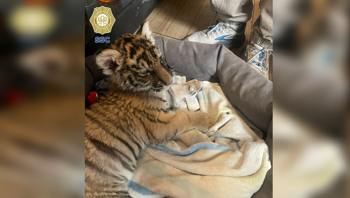 La felina fue encontrada sin documentación que acreditara su posesión legal