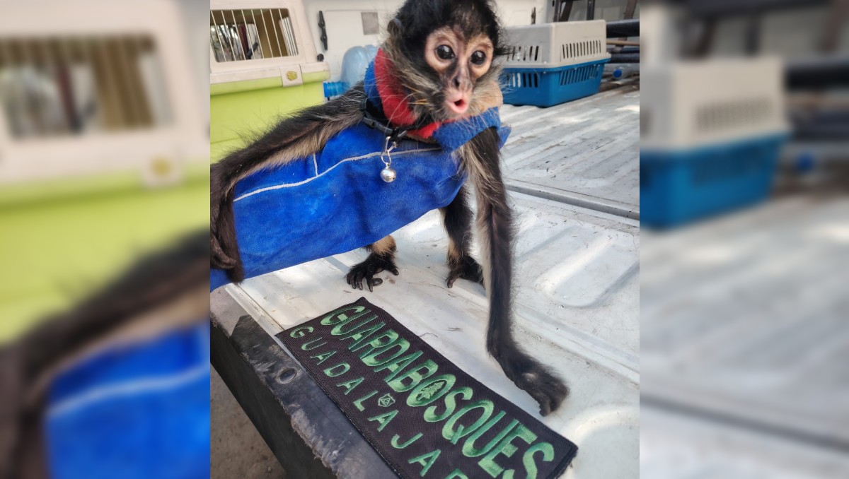 El mono araña es considerada especie en peligro de extinción (Cortesía)