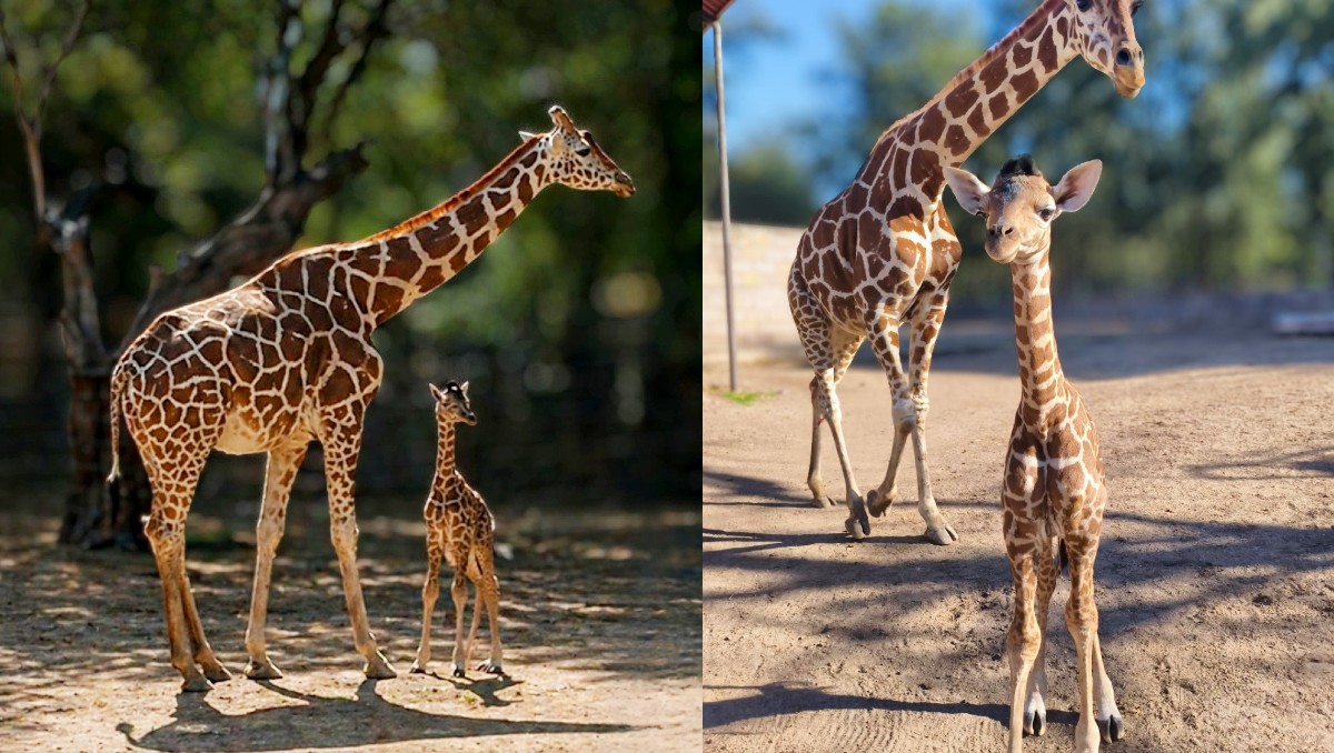 Zooleón registra nacimiento de una jirafa reticulada | Especial