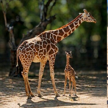 El acontecimiento fue dado a conocer mediante un comunicado oficial, en el que se destacó el valor biológico y simbólico del suceso.