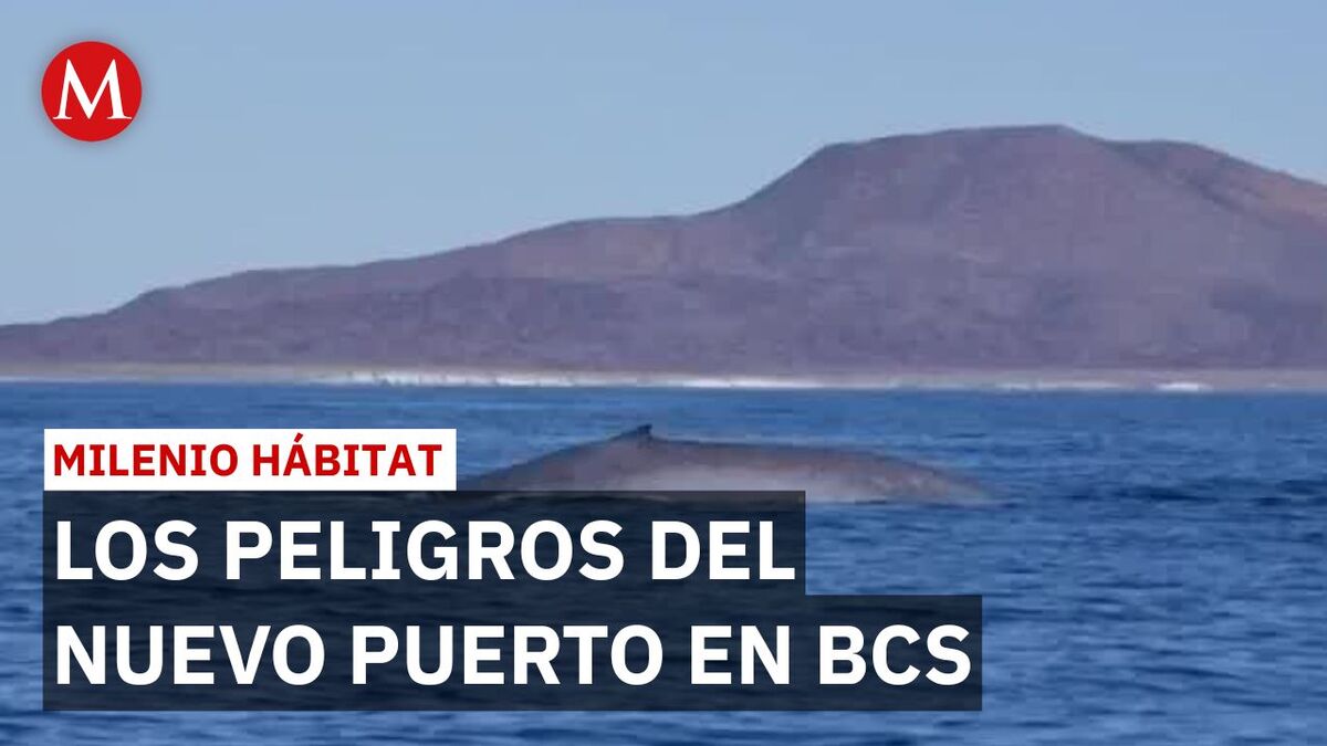 Así afectarán los megacruceros al refugio de la ballena azul en BCS | Milenio Hábitat