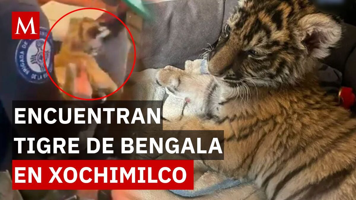 Hallan tigre de Bengala en Xochimilco: así fue el rescate de la Brigada Animal en CDMX