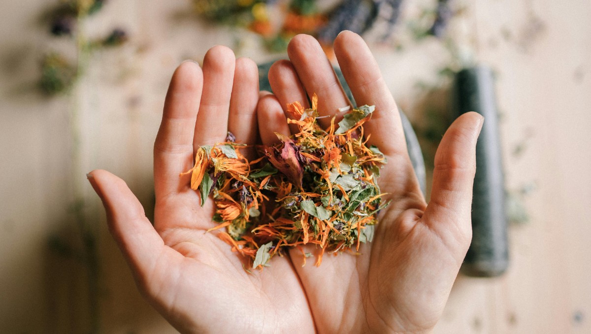 Imagen ilustrativa de plantas medicinales. | Pexels