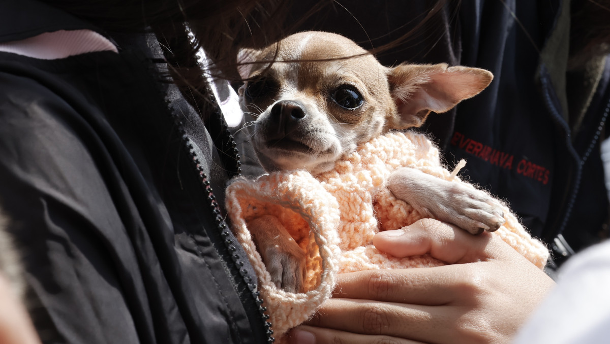 Piden no regalar mascotas en el Día del Niño | Agencia Es Imagen