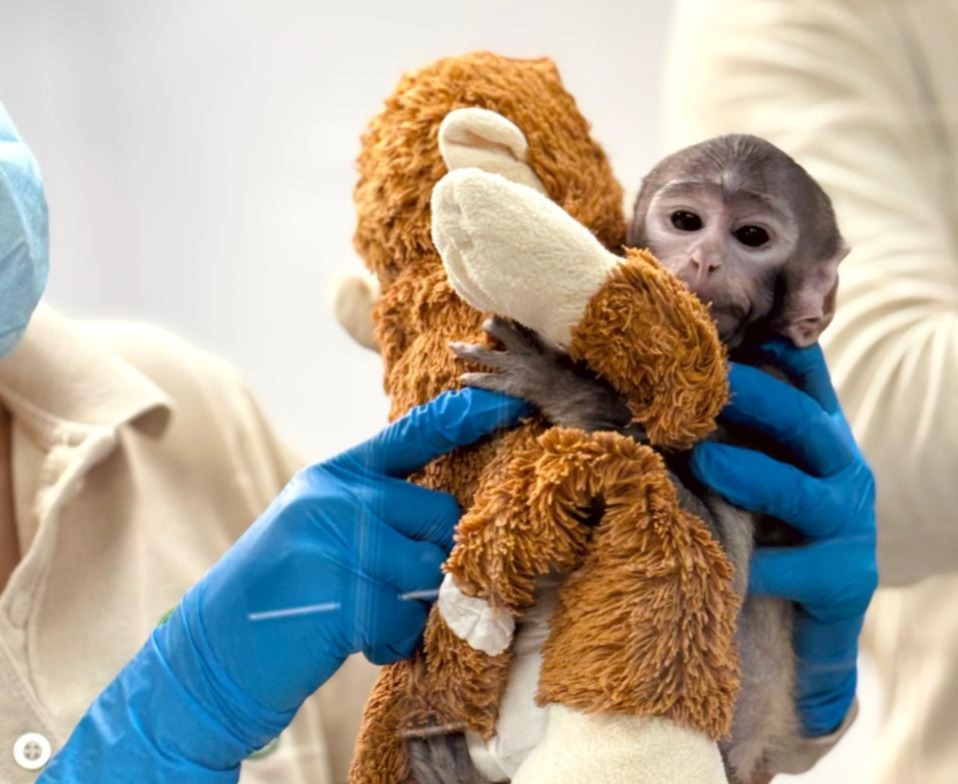 Yuji y su peluche. Nació el 3 de marzo y pesó 443 kilogramos. | Foto: Claudia Solera