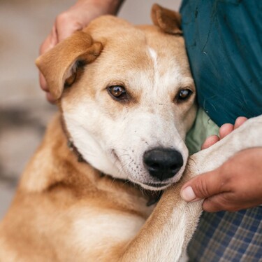 Altamira celebra el día del perro este lunes lleno de actividades recreativas para los amantes de los animales fomentando la adopción canina