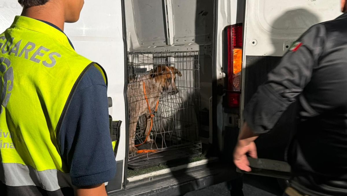 Bienestar Animal rescató a un perro que se encontraba en el patio frontal del domicilio. Fernanda Pérez