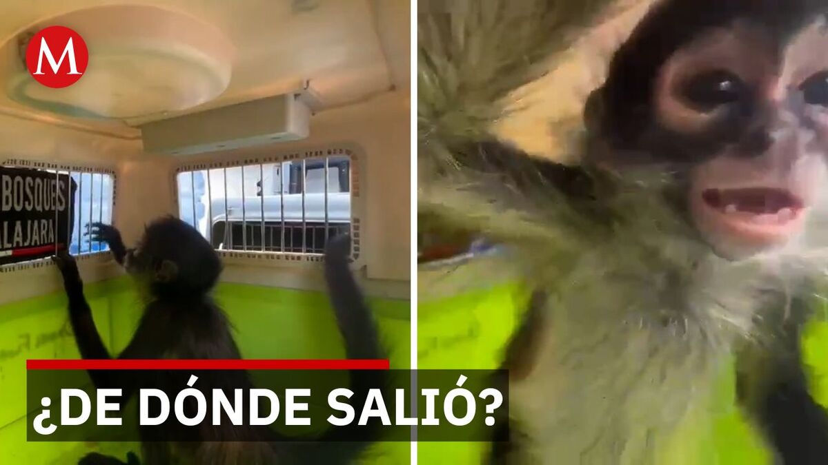 Hallan otro mono araña deambulando en zona urbana de Guadalajara