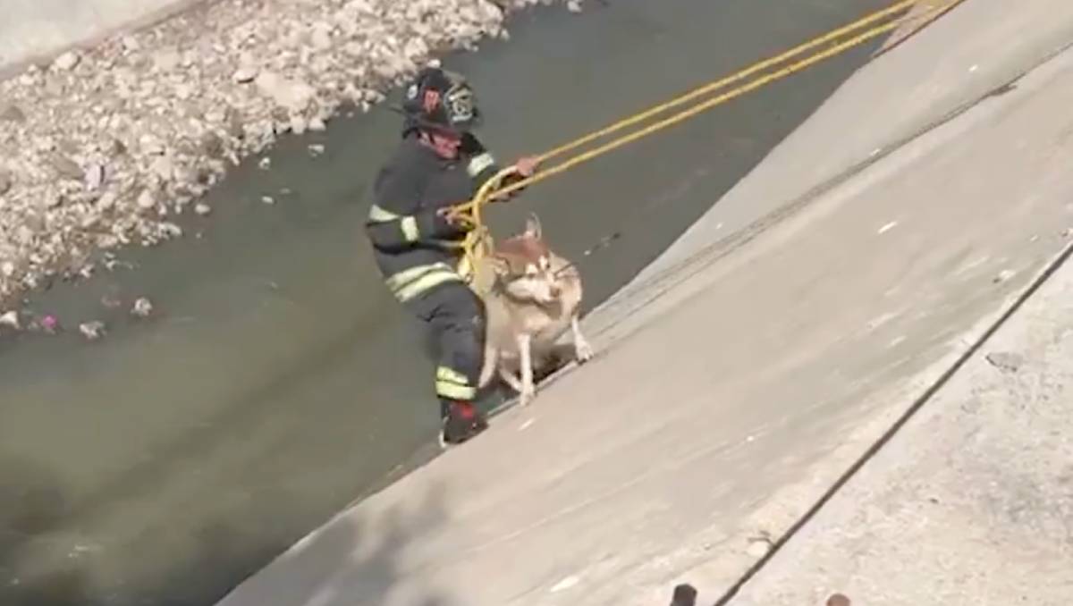 Protección Civil localizó al perro durante la mañana sin poder salir del canal. | Foto: RRSS