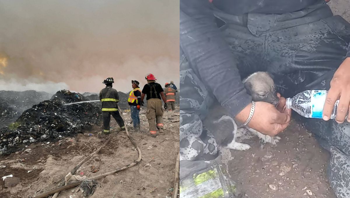 El cachorrito fue rescatado y resguardado por los elementos de los Bomberos Voluntarios ABR de San Pedro, Coahuila. | Especial