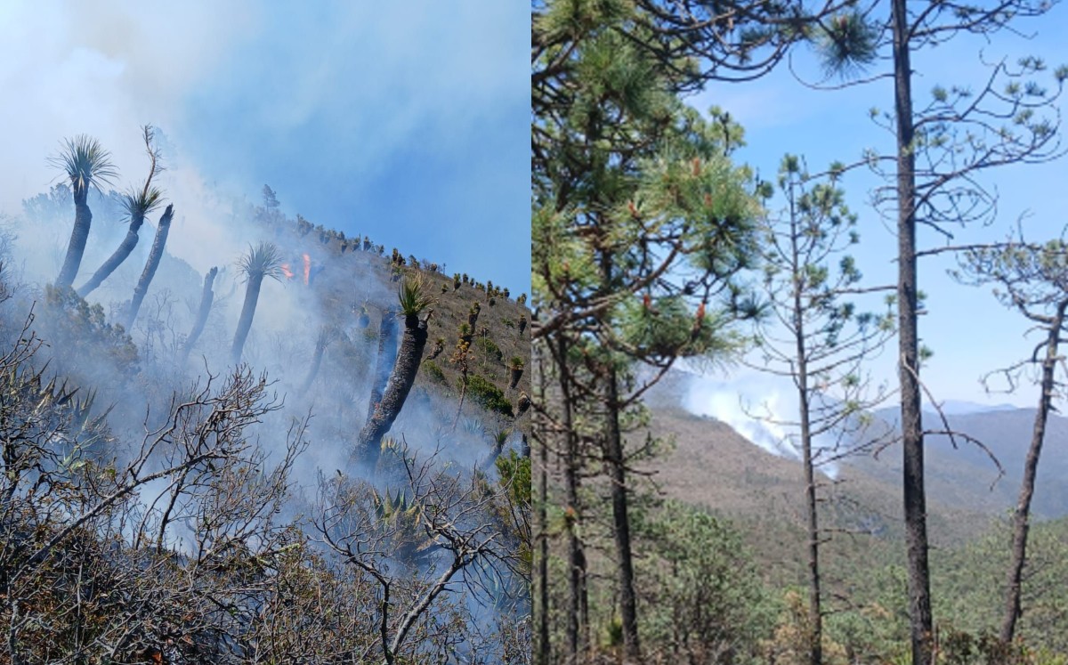 Incendio Forestal en Miquihuana activó Plan Tamaulipas. | Redes