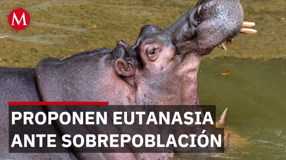 Colombia busca frenar hipopótamos con eutanasia