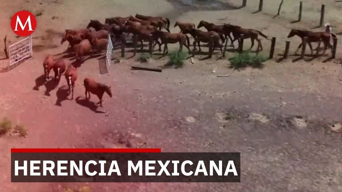 Rancho Santa Gertrudis: El criadero militar de caballos en Chihuahua
