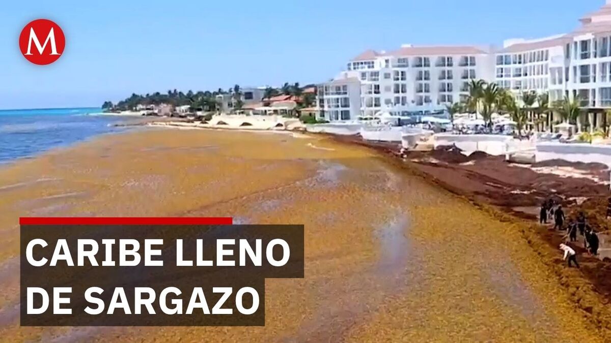 Sargazo invade playas de Quintana Roo y anticipan mayor impacto