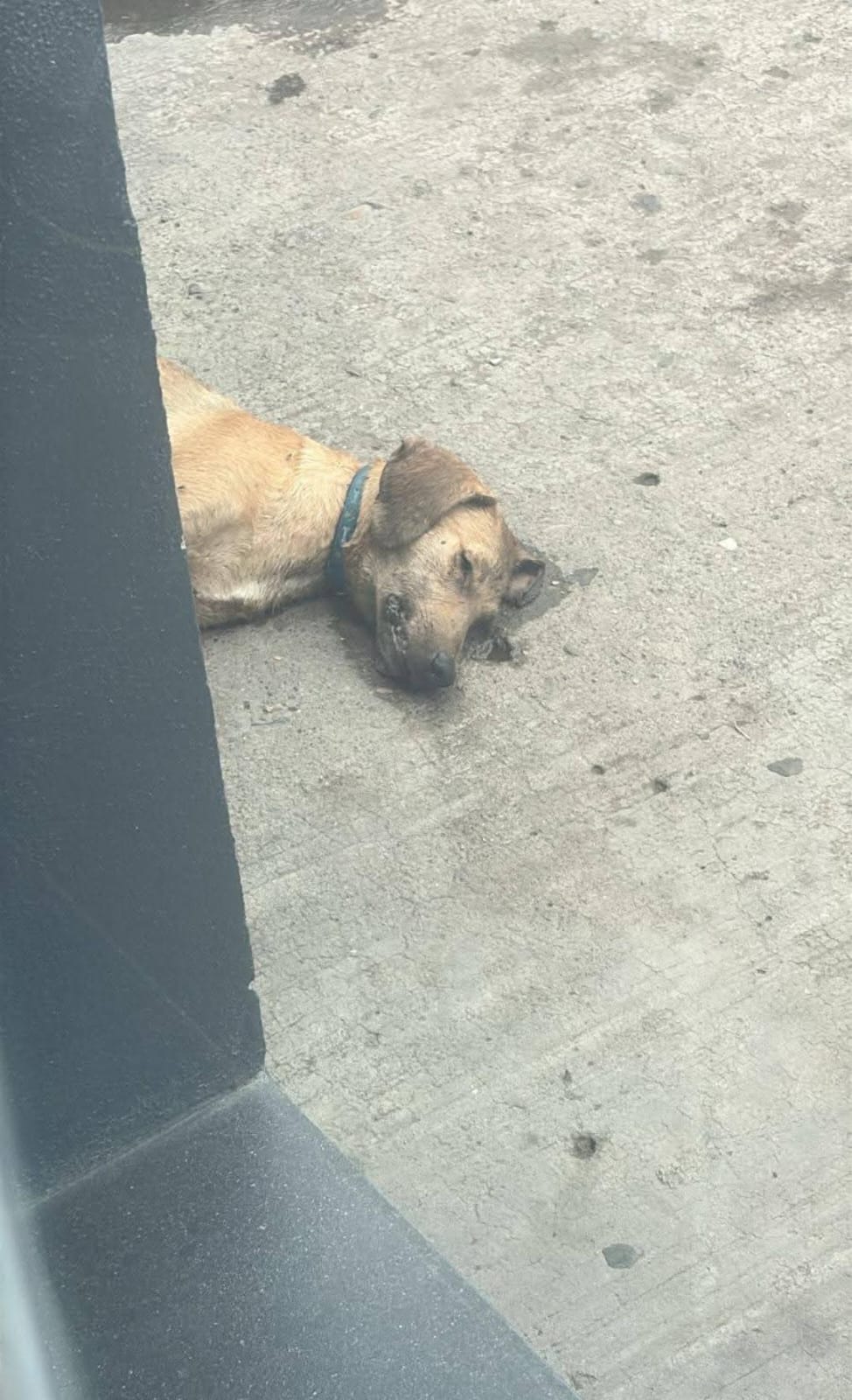 Exigen justicia: Queman a un perrito en Huejutla y muere tras horas de agonía