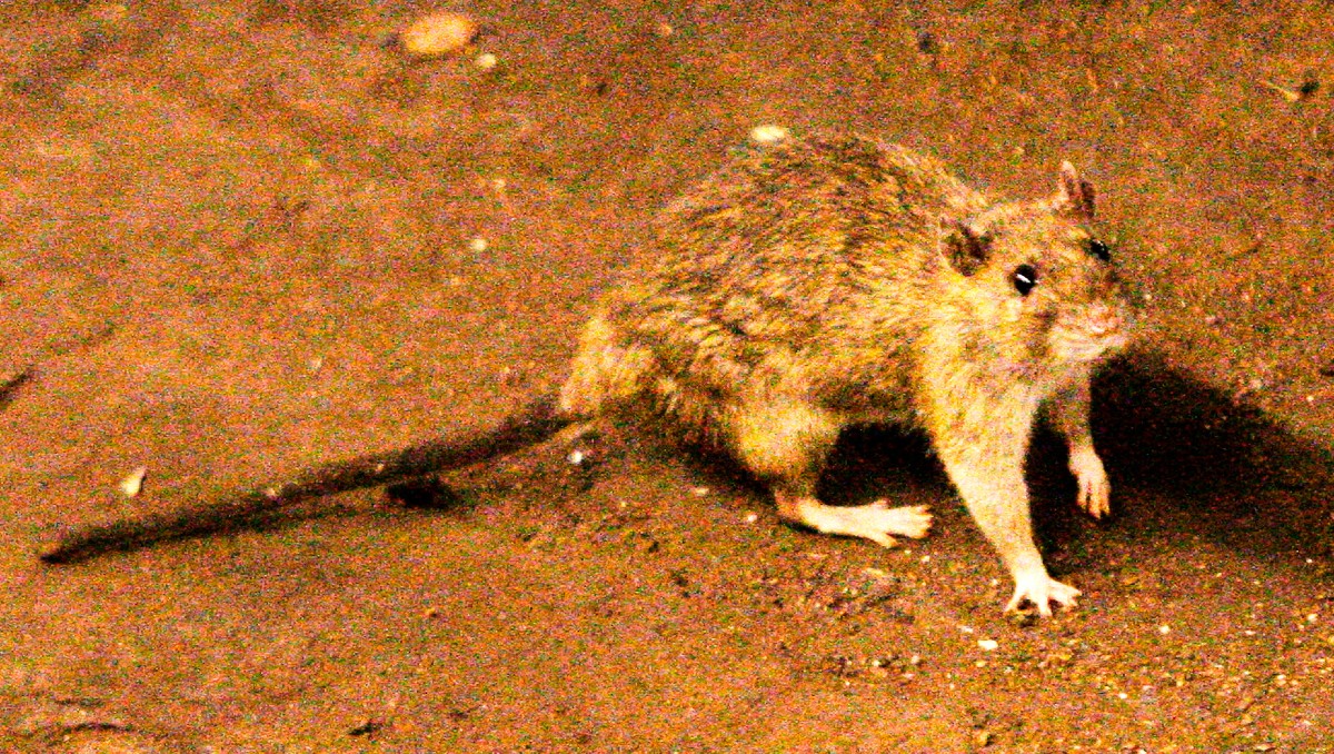 El hantavirus se transmite por contacto con heces de roedores infectados. | Foto: AP