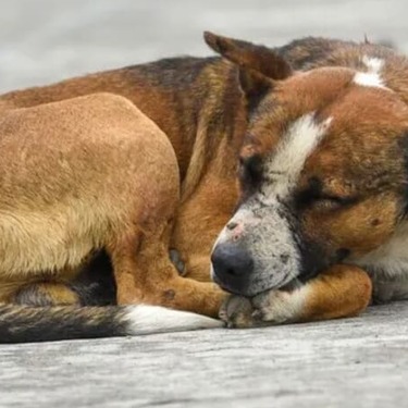 La presidente de México reaccionó a la polémica de la ex alcaldesa de Tecámac entorno al sacrificio de perros durante su administración | Especial
