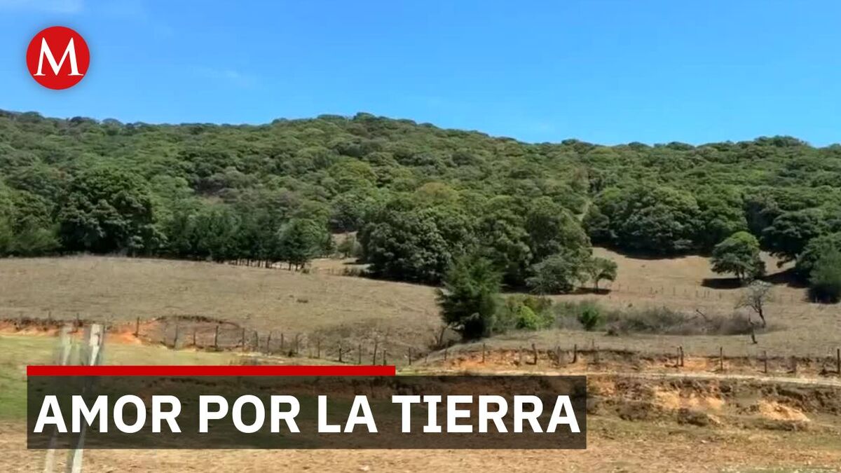 San Luis Potosí: Producen 60 mil encinos para evitar extinción