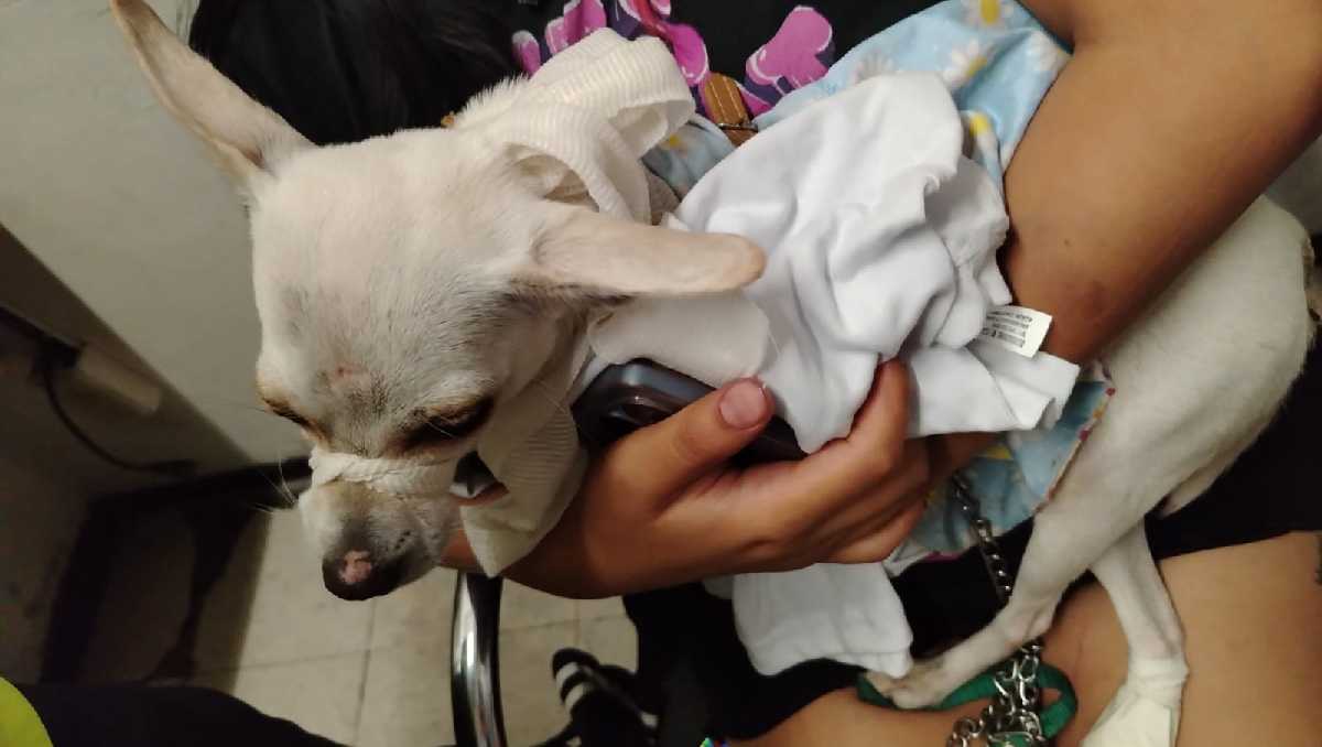 El rescate del perro fue realizado por los elementos de emergencias del Metro de la CdMx. | Foto: Especial