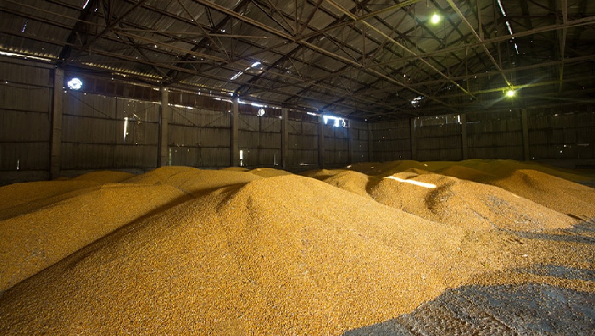 Campesinos urgen comercializar 100 mil toneladas de maíz almacenadas | Especial