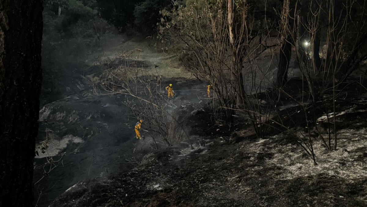 Entre cenizas y desolación quedó el bosque de los Colomos tras el incendio de este martes (Foto: Usi Toledo)