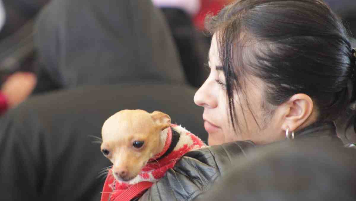 Las medidas protegen a los animales, refuerzan la salud pública y previenen zoonosis y sobrepoblación en Edomex. Foto: Especial