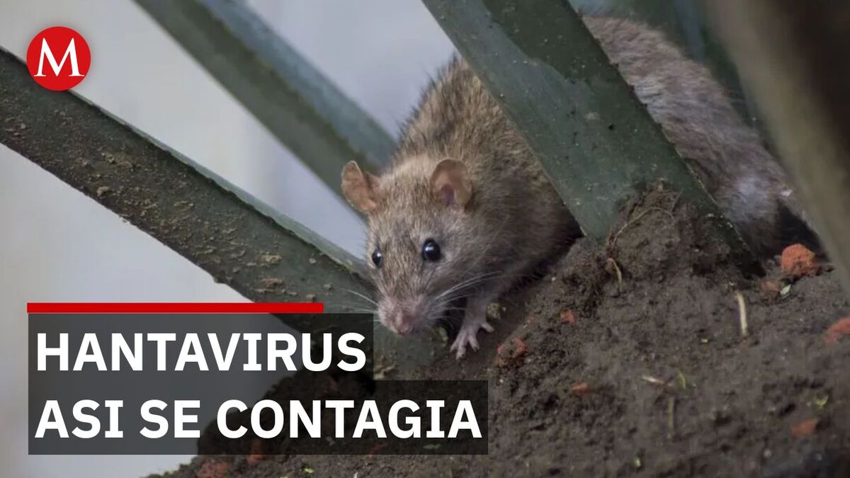 ¿Qué es el hantavirus y cómo se contagia?