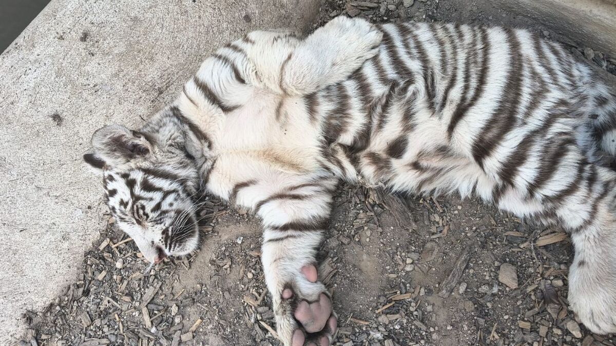 Evoluciona tigre rescatado en Tlajomulco (María José Camarena)
