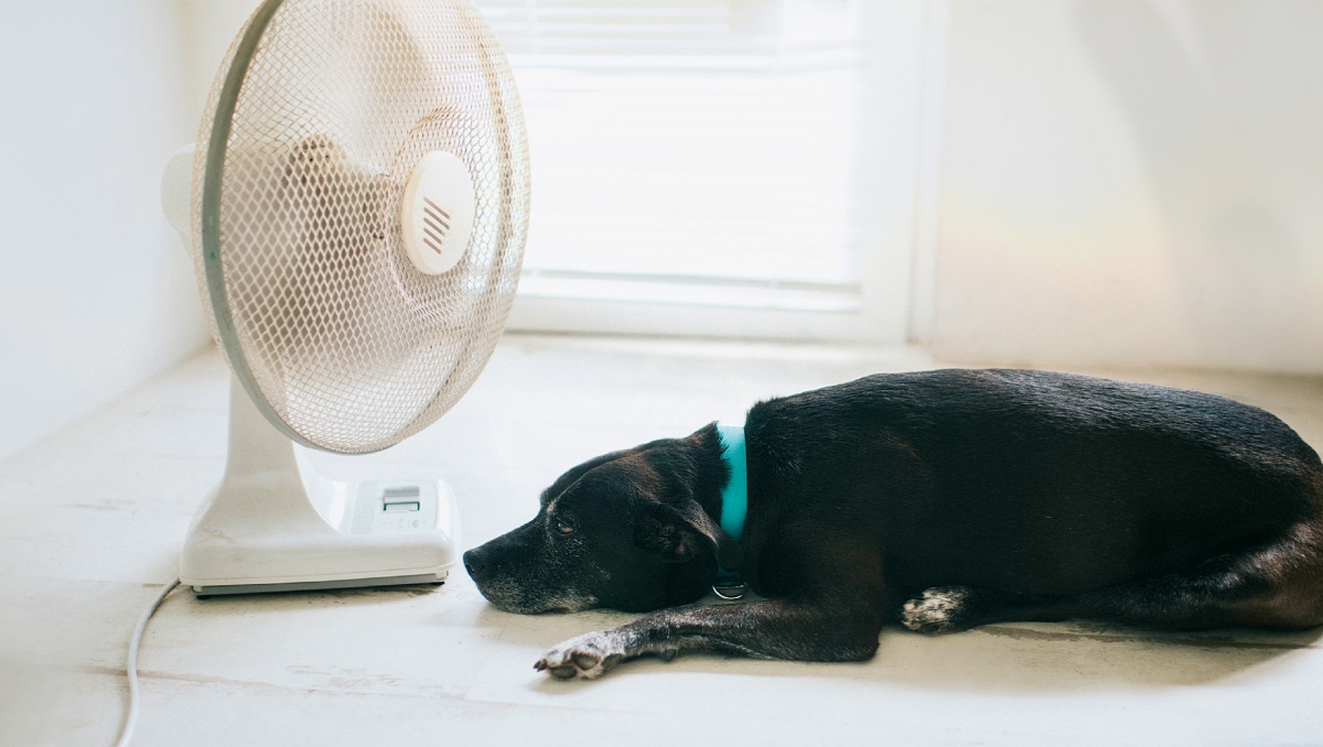 Golpe de calor en perros