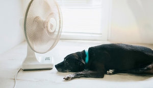 Golpe de calor en perros; qué es, síntomas y como evitarlo.