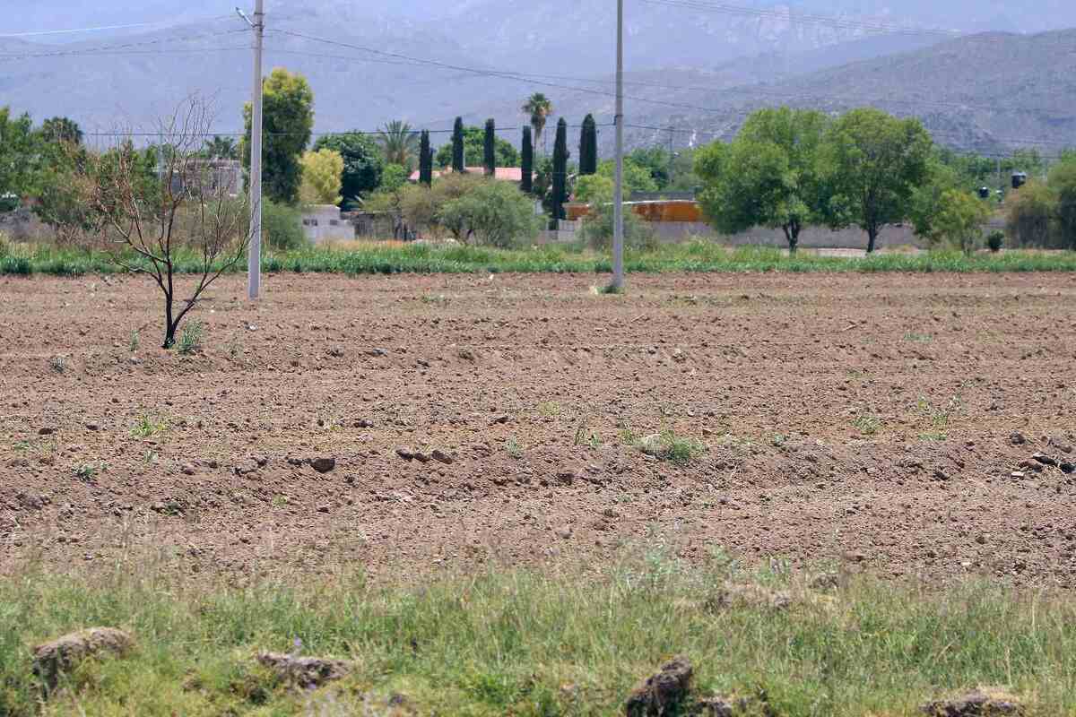 Plagas podrían afectar el 50% de la producción | Rolando Riestra