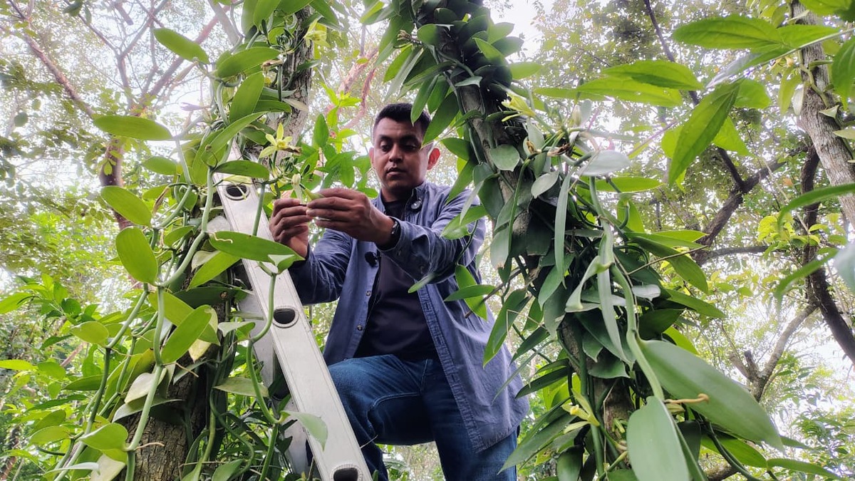 La producción de vainilla enfrenta escases de agricultores polinizadores. Foto: Fanny Miranda