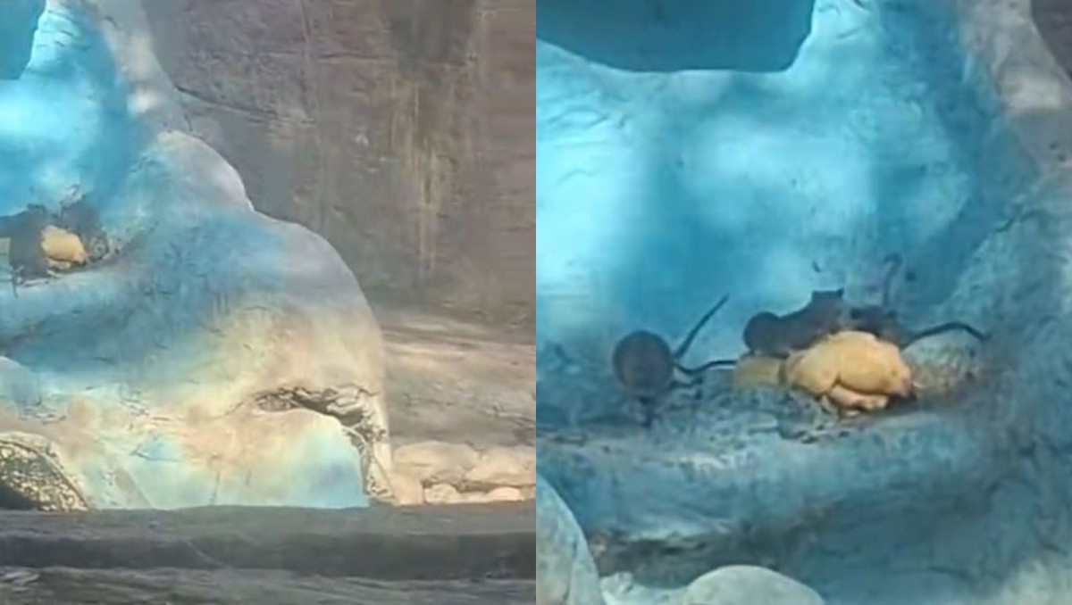 Los visitantes captaron a los roedores en la jaula de los tigres de bengala. | Foto: Captura de pantalla
