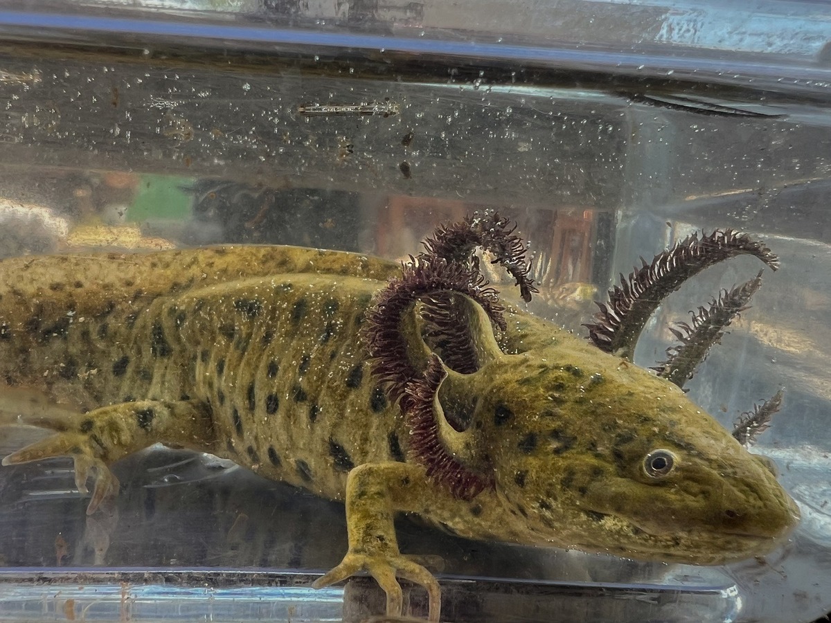Ajolote del Altiplano, una especie endémica de México. (Foto: especial)