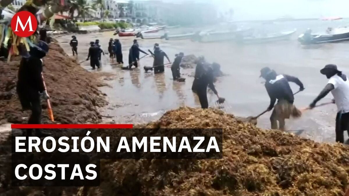 Alertan por erosión crítica en Playa del Carmen debido al aumento de sargazo