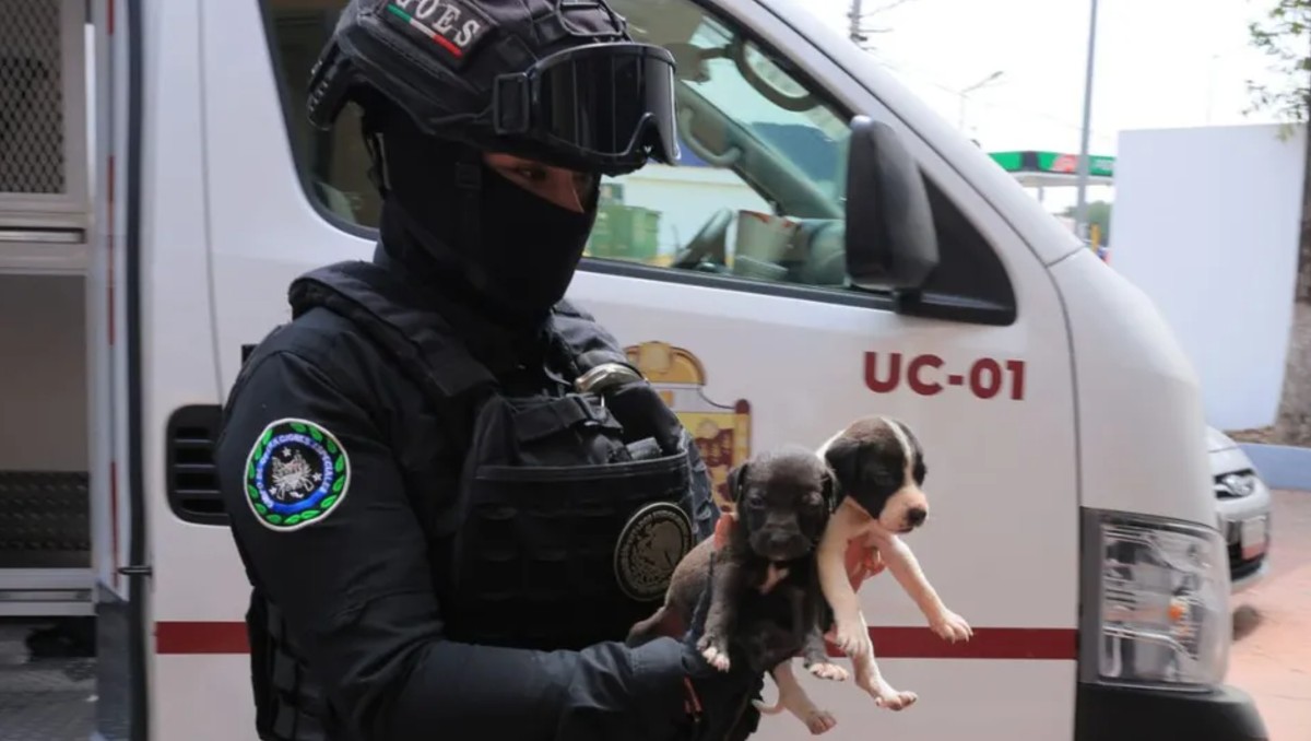 Autoridades aseguraron la veterinaria irregular “Perros y Vacas” en Ecatepec. | Foto: Fiscalía del Edomex