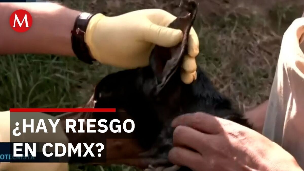 Autoridades consideran aislado caso de gusano barrenador detectado en perro de Tlalpan