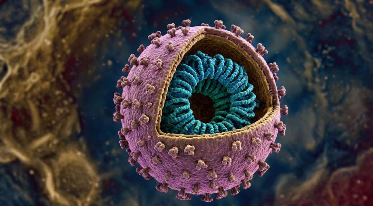 Cepa Andes ha sido detectada en casos de hantavirus. | MILENIO IA