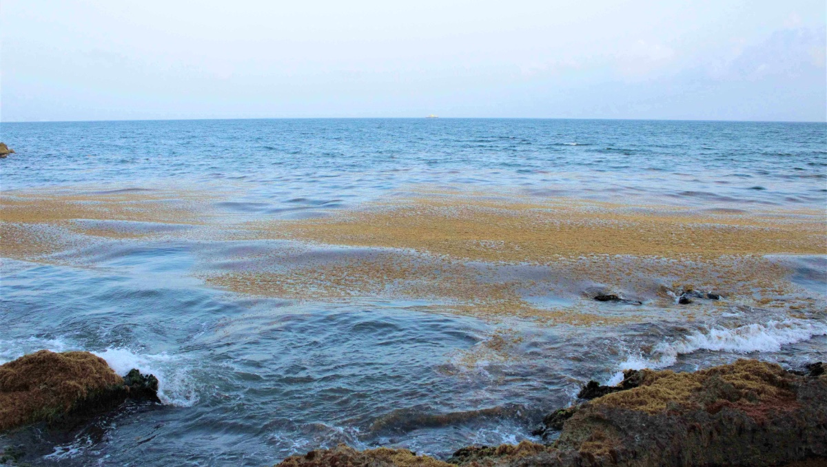 Hasta 50 por ciento de pérdidas en Playa del Carmen por Sargazo. | Xcaret
