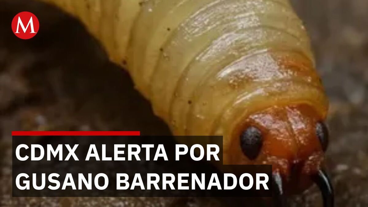 ¿Cómo comienza la infestación de gusano barrenador y qué hacer?