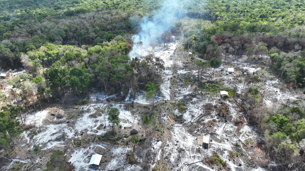 Invasores deforestaron diversas hectáreas de selva en Calakmul. | Foto: Especial
