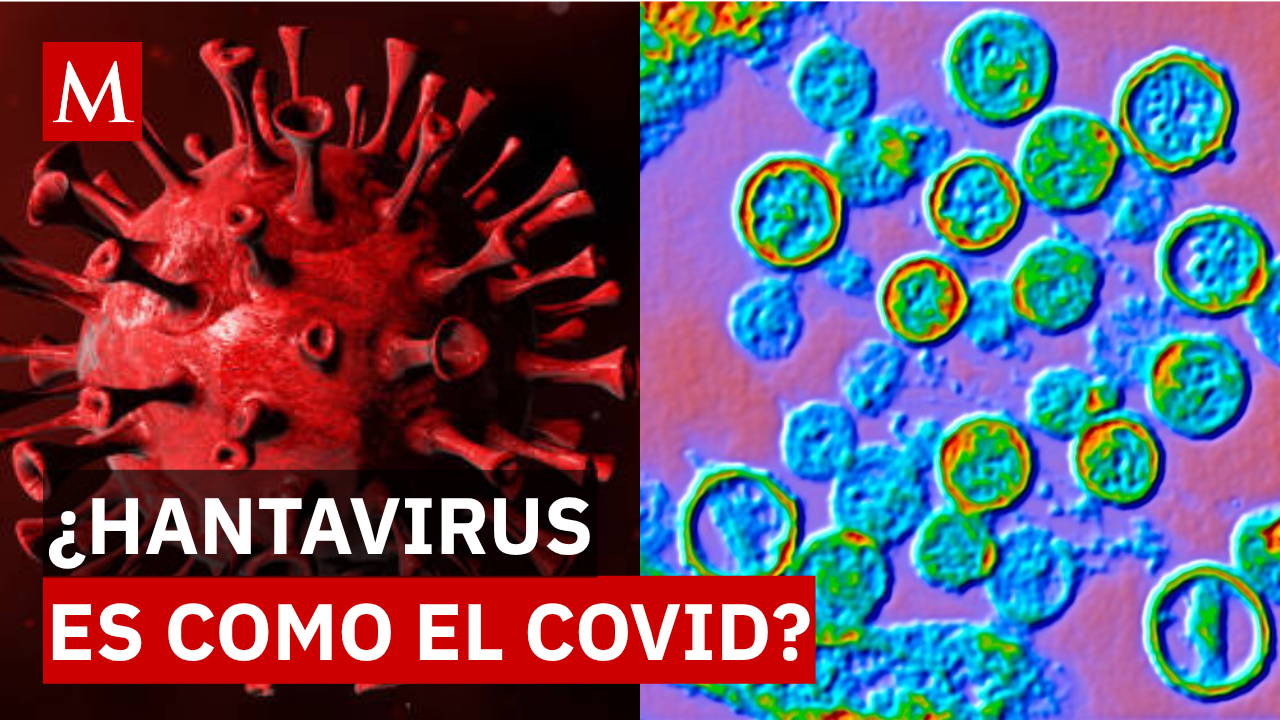 ¿Otra pandemia? Científicos revelan la verdad: Hantavirus vs. Covid-19