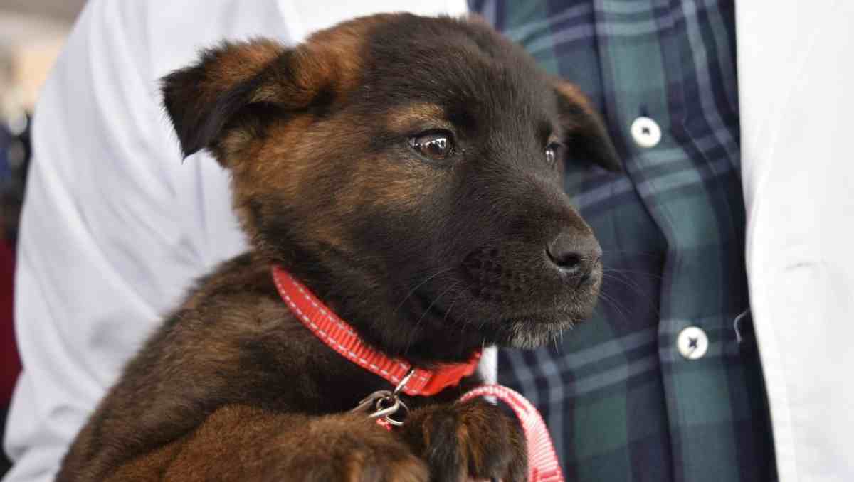 Además de perros y gatos, la ley protege a seres sintientes usados en espectáculos y actividades laborales. Foto: Especial