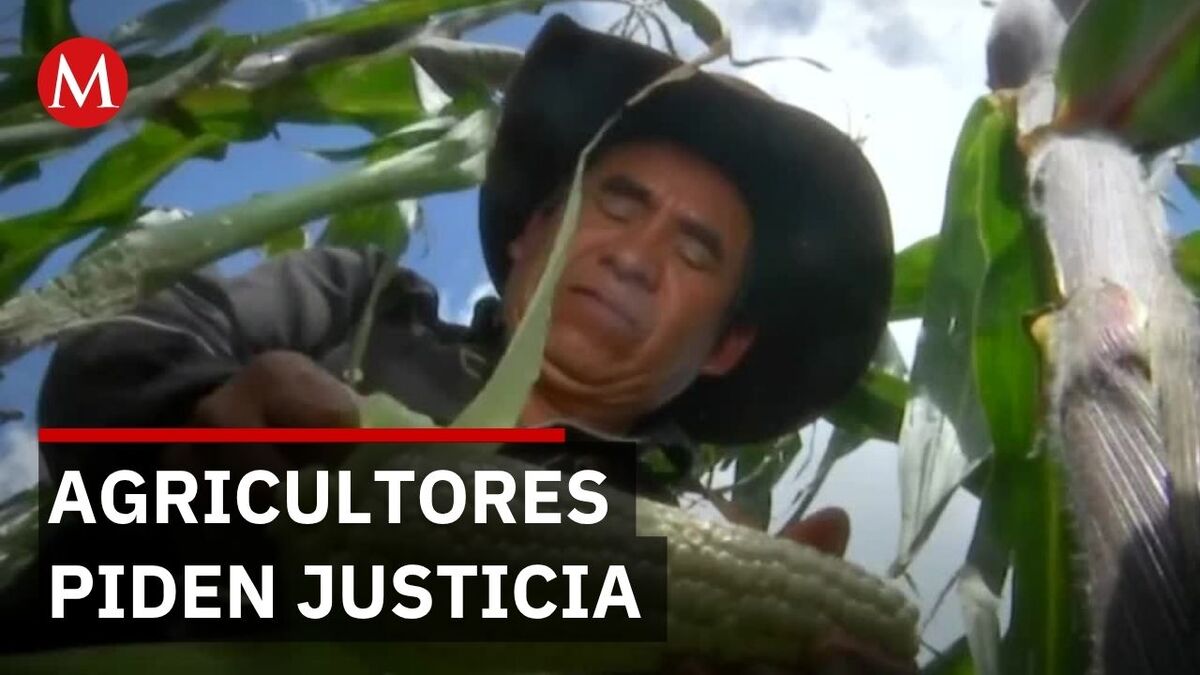 Productores de Guanajuato exigen cárcel por fraude SEGALMEX