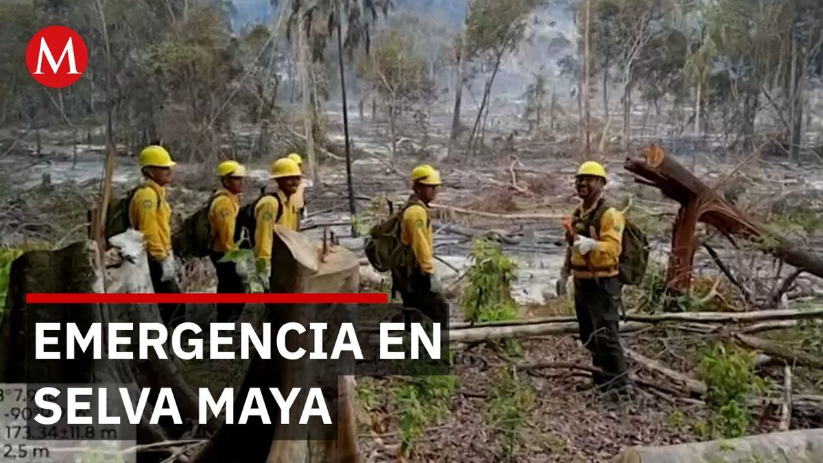 Cómo el tráfico de tierras en la Selva Maya está acelerando el desastre ecológico nacional