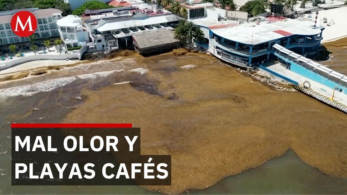Turistas abandonan Playa del Carmen por la invasión de sargazo y el mal olor
