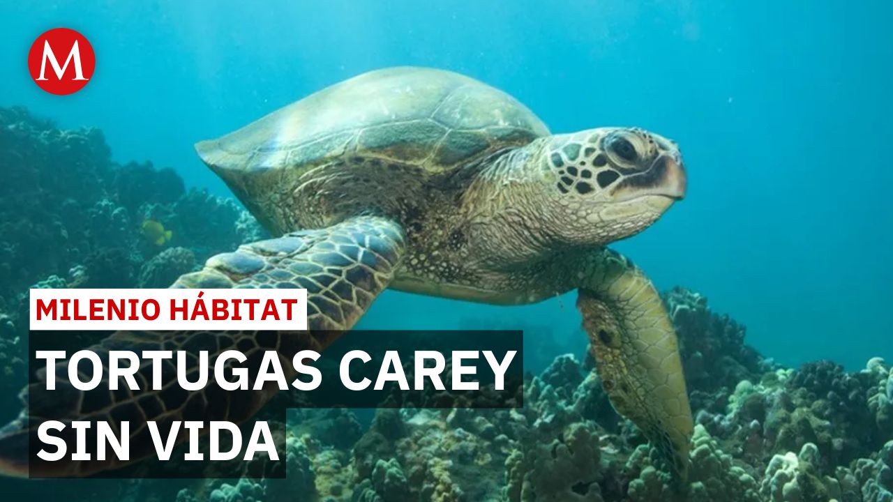 Acapulco: Mueren tortugas Carey atrapadas en hilos de papalotes | Milenio Hábitat