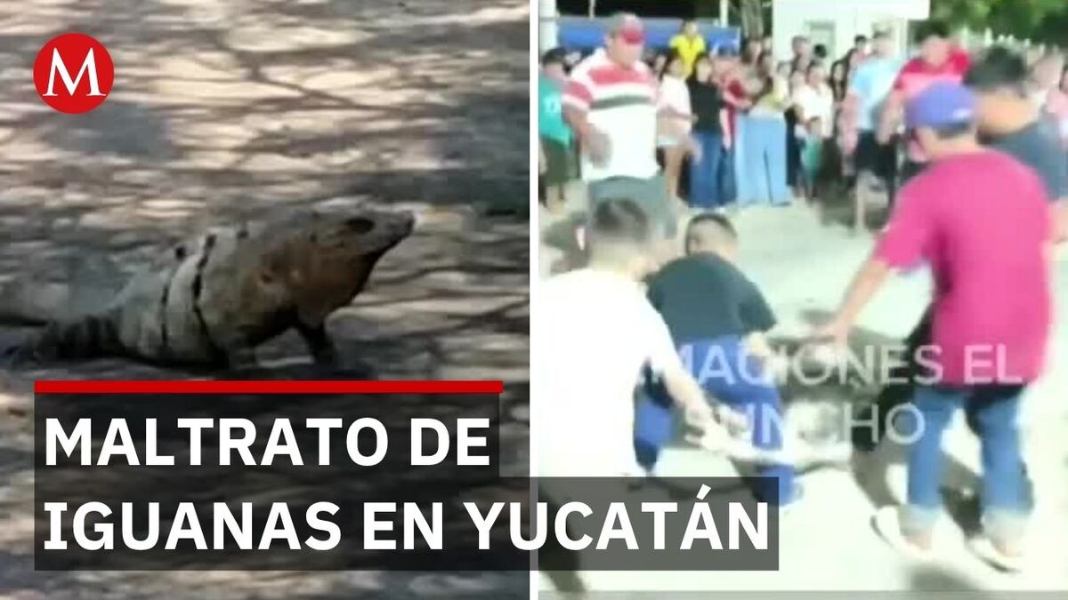 Investigan uso de iguanas como piñatas en Yucatán