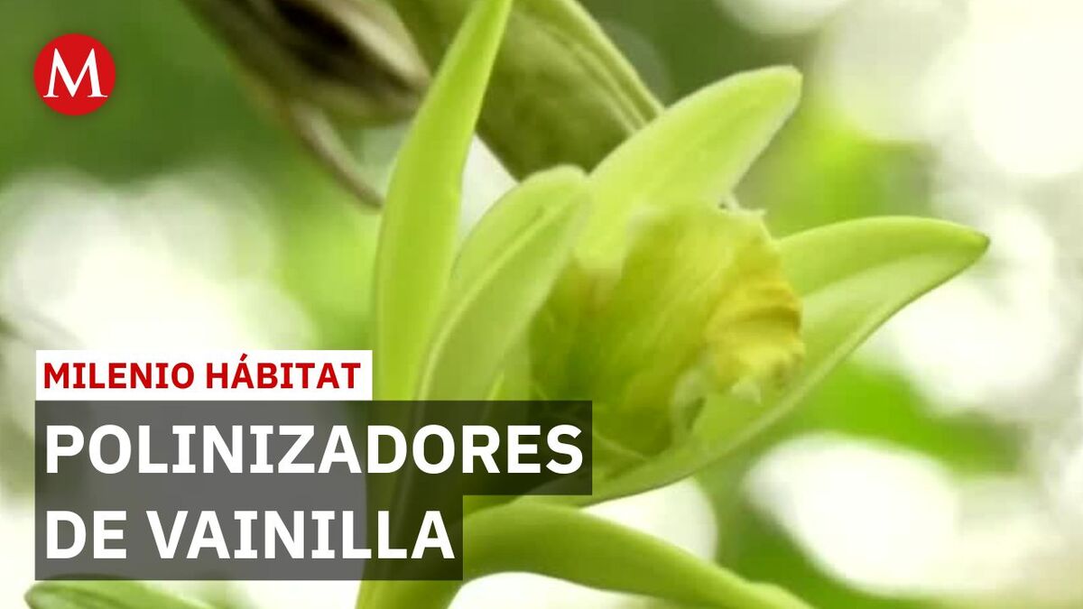 Vainilla de Papantla: El rescate de la orquídea nativa de México | Milenio Hábitat