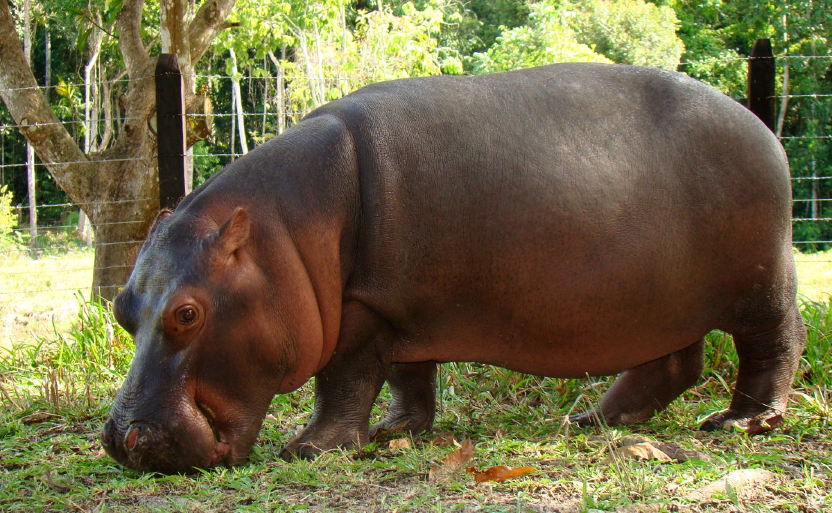 Vanessa, hipopótamo mascota del Parque Temático Hacienda Nápoles en Antioquia, Colombia (Wikimedia Commons)